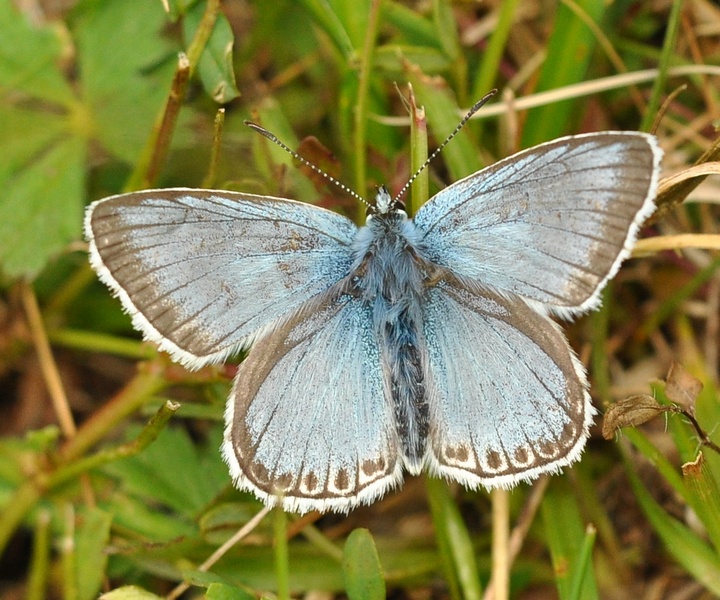 Lycaenidae da id.